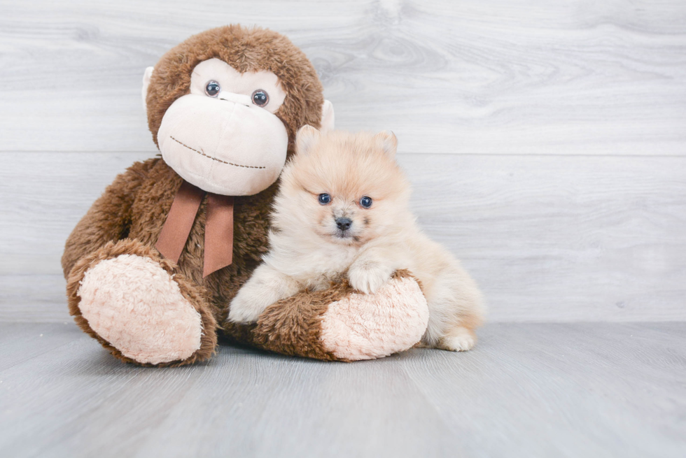 Energetic Pomeranian Purebred Puppy