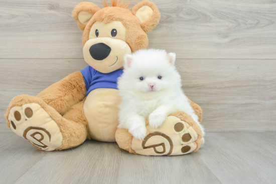 Happy Swergspitz Purebred Puppy