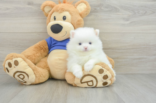 Happy Swergspitz Purebred Puppy