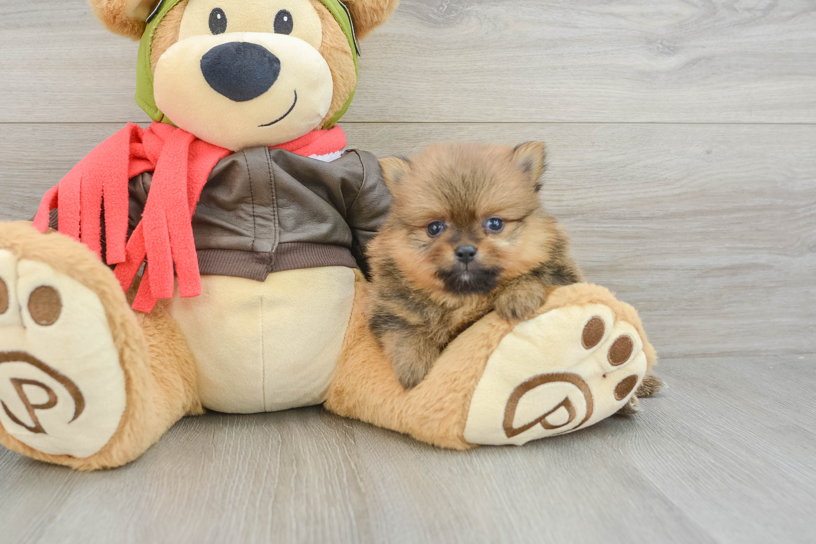 Best Pomeranian Baby