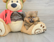 6 week old Pomeranian Puppy For Sale - Premier Pups