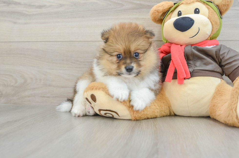 5 week old Pomeranian Puppy For Sale - Premier Pups