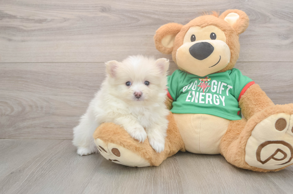 5 week old Pomeranian Puppy For Sale - Premier Pups