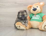 6 week old Pomeranian Puppy For Sale - Premier Pups