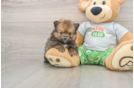 Pomeranian Pup Being Cute