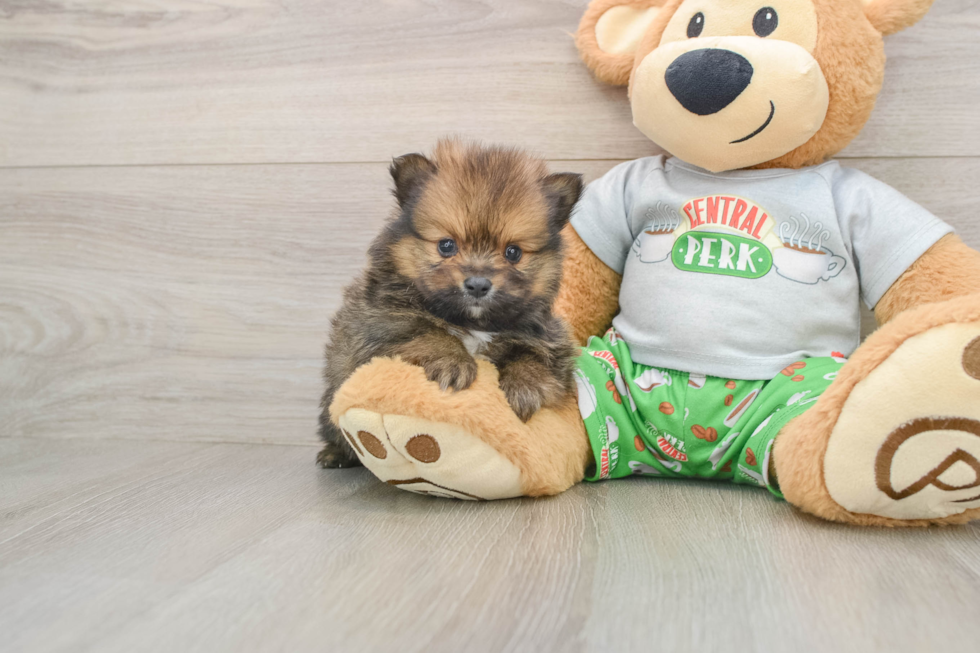Pomeranian Pup Being Cute