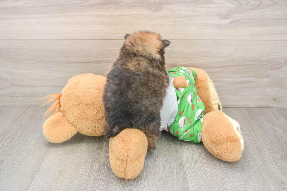 Best Pomeranian Baby