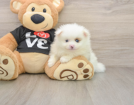 8 week old Pomeranian Puppy For Sale - Premier Pups
