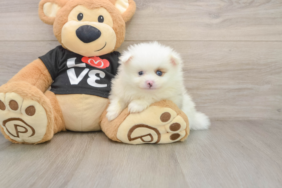 Pomeranian Pup Being Cute