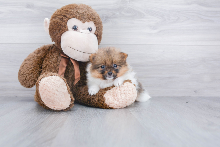 Energetic Pomeranian Purebred Puppy