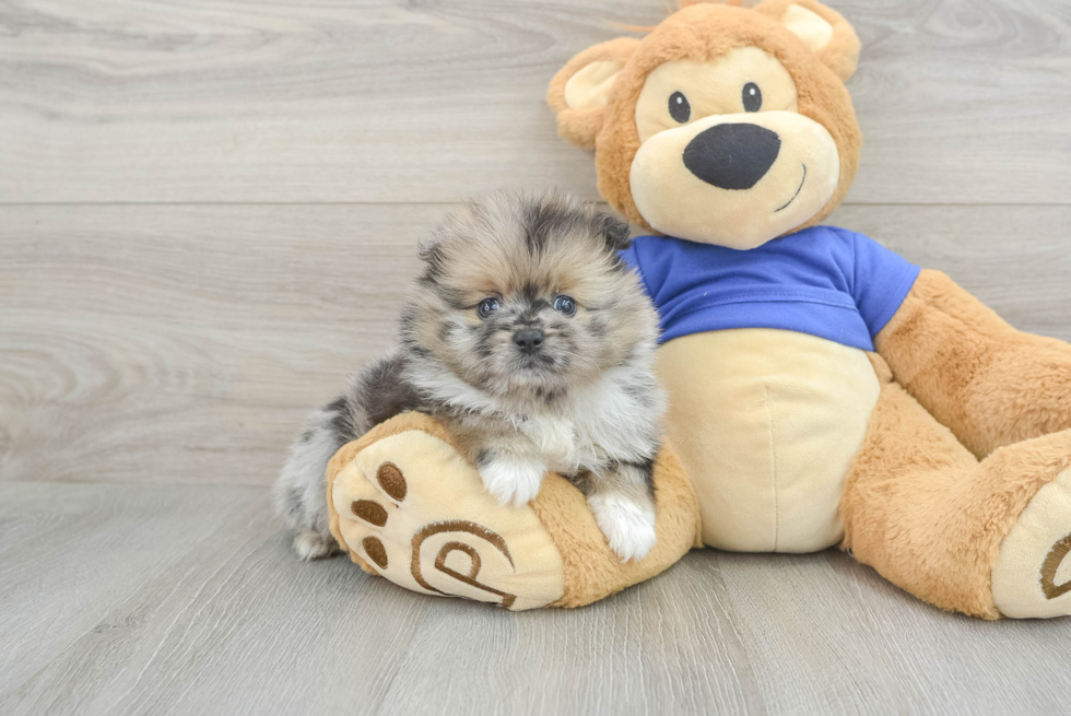 Smart Pomeranian Purebred Puppy