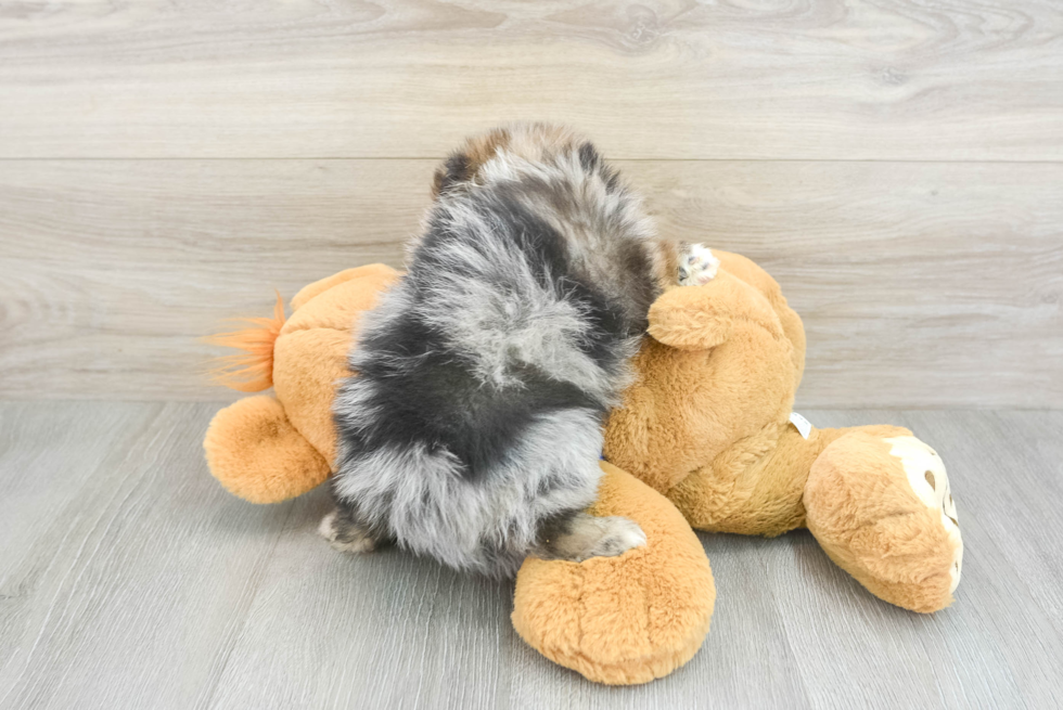 Petite Pomeranian Purebred Puppy