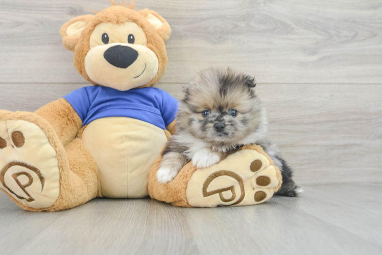 Hypoallergenic Pomeranian Purebred Pup