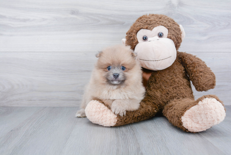 Hypoallergenic Pomeranian Baby