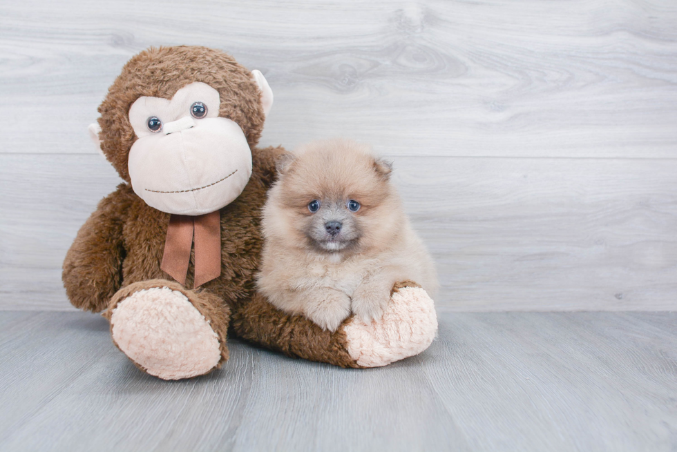 Hypoallergenic Pomeranian Purebred Pup