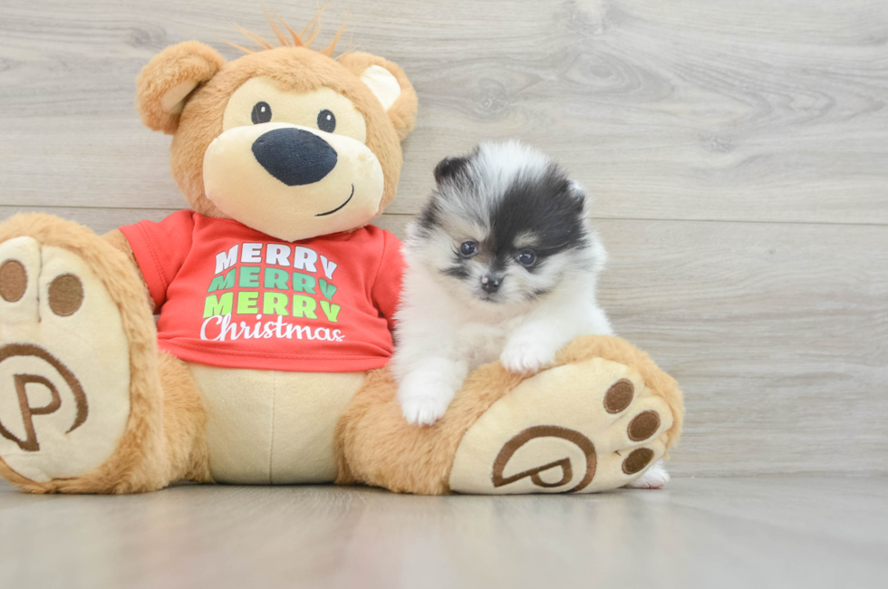 6 week old Pomeranian Puppy For Sale - Premier Pups