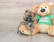 7 week old Pomeranian Puppy For Sale - Premier Pups