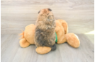 Hypoallergenic Pomeranian Baby