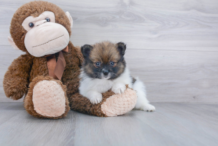 Adorable Pomeranian Purebred Puppy