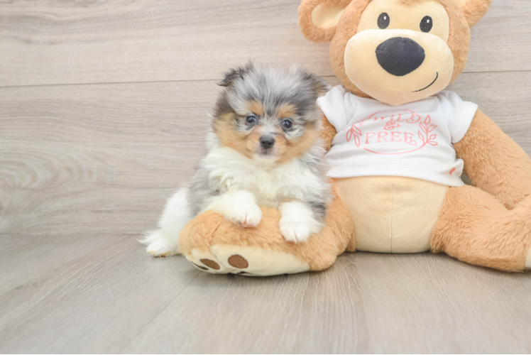Pomeranian Puppy for Adoption