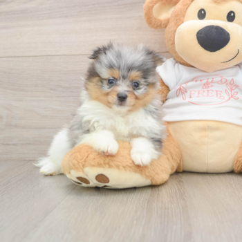 Pomeranian Puppy for Adoption