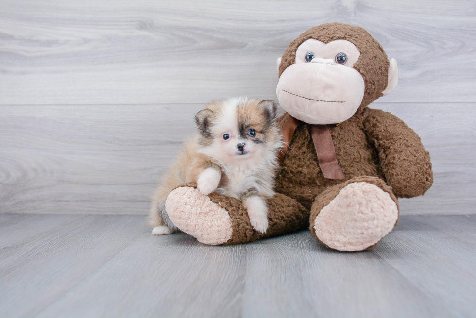 Hypoallergenic Pomeranian Purebred Pup