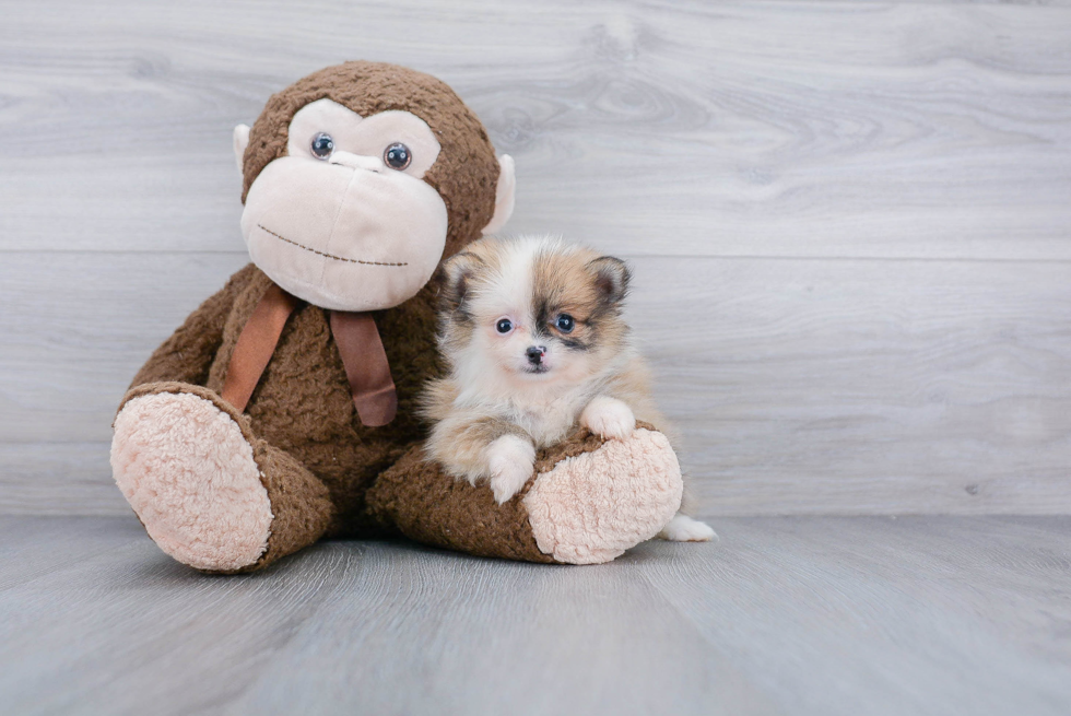 Pomeranian Pup Being Cute