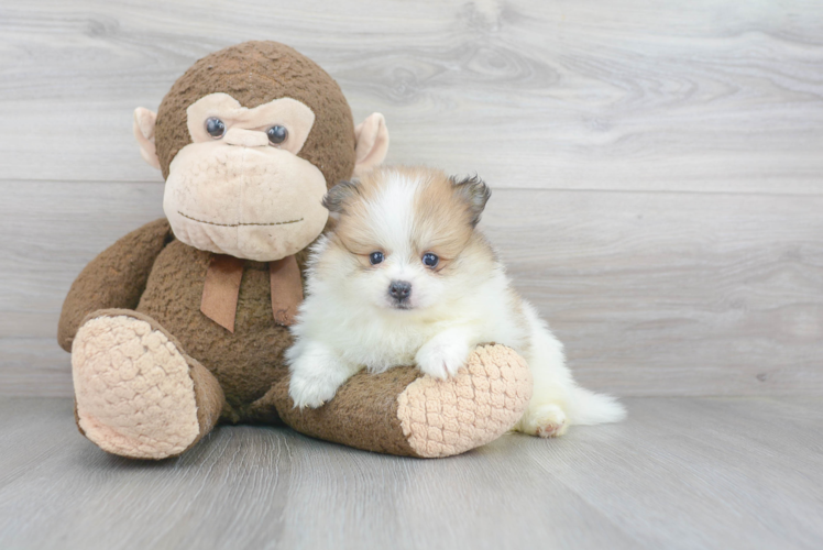 Adorable Pomeranian Purebred Puppy