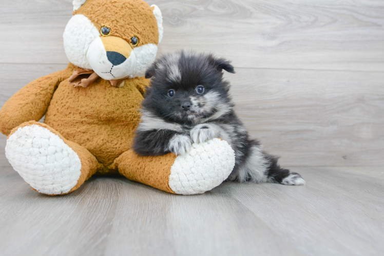 Pomeranian Pup Being Cute