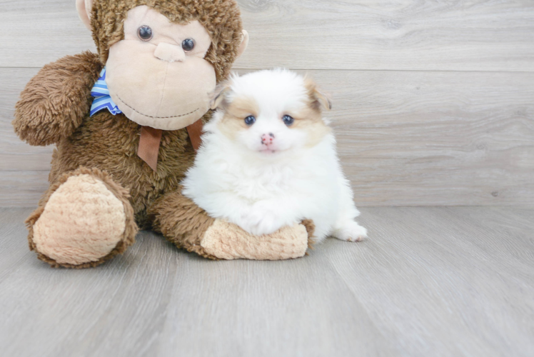 Energetic Pomeranian Purebred Puppy