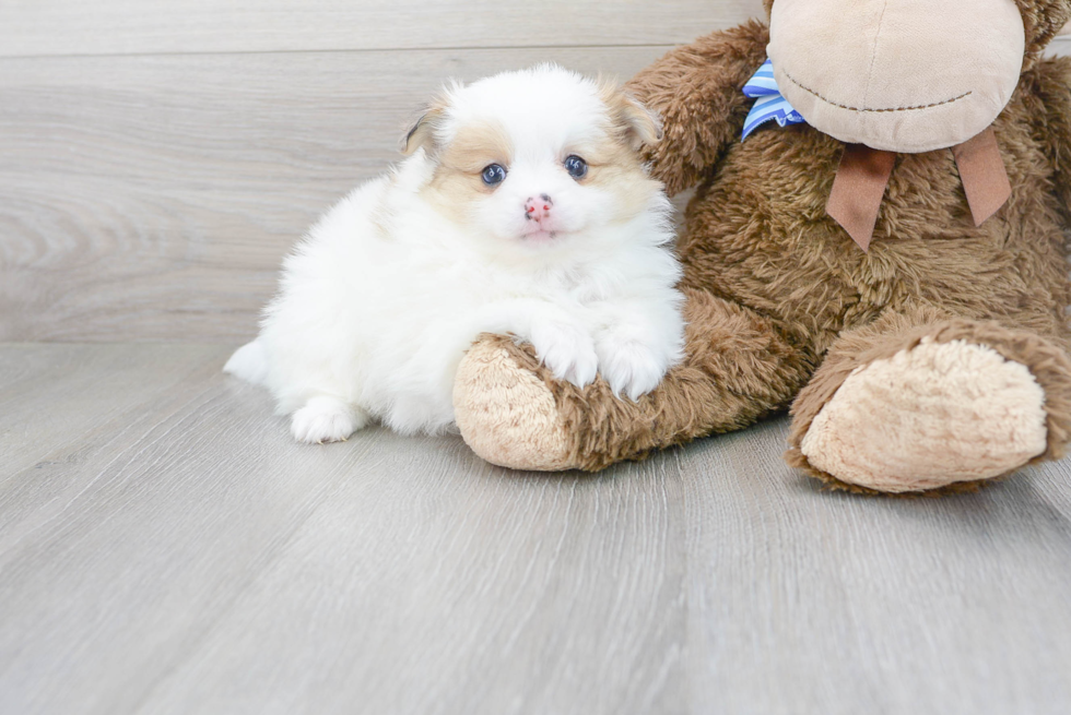 Pomeranian Puppy for Adoption