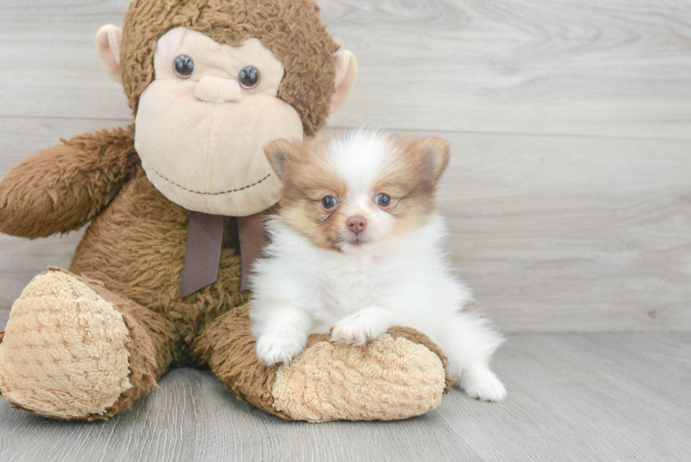 Playful Pomeranian Baby