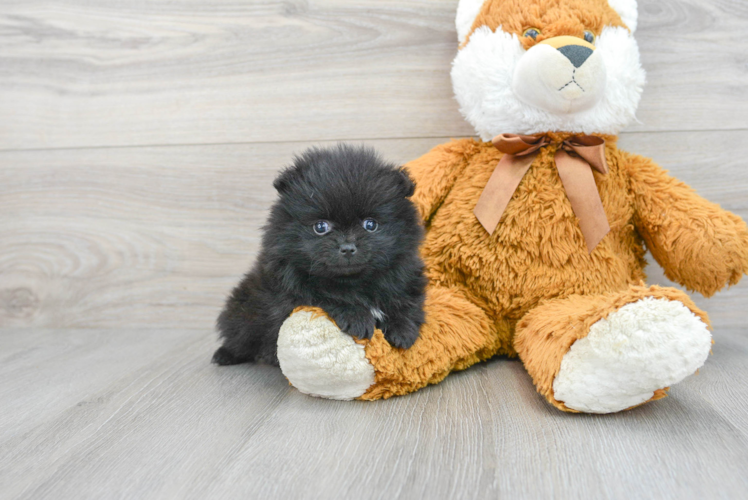 Friendly Pomeranian Purebred Pup