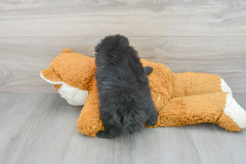 Pomeranian Puppy for Adoption