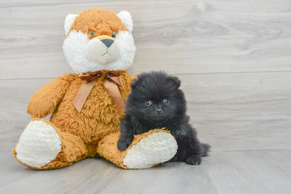 Petite Pomeranian Purebred Puppy