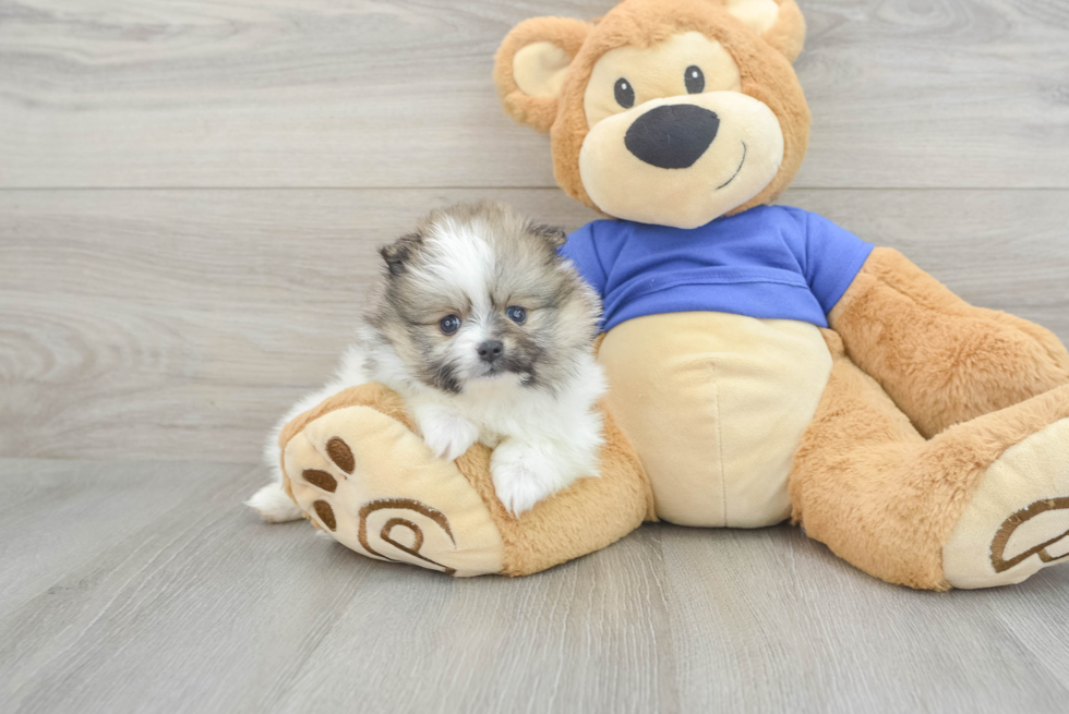 Best Pomeranian Baby