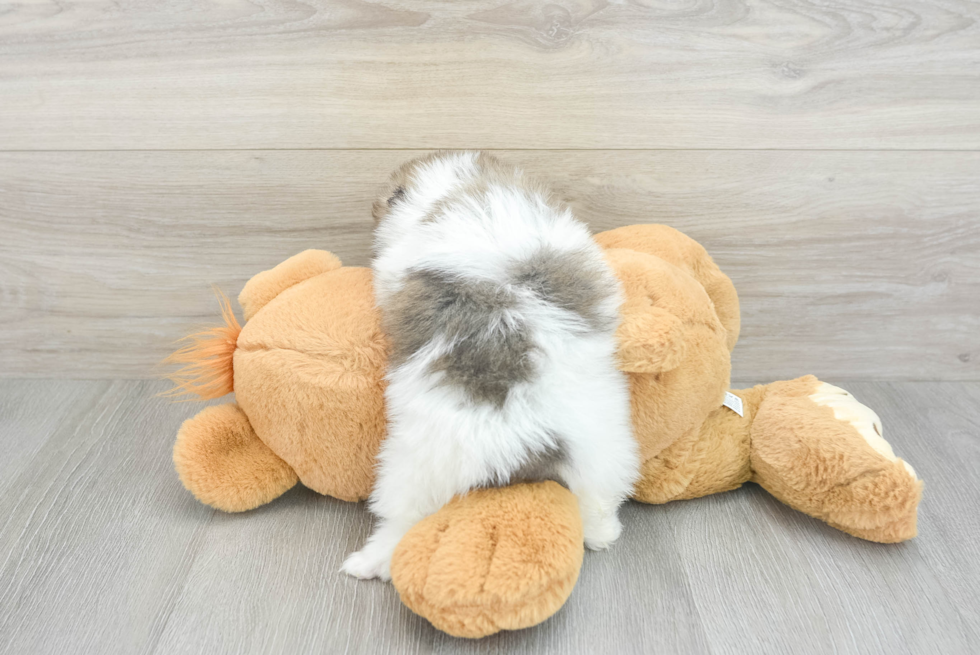 Adorable Pomeranian Purebred Puppy