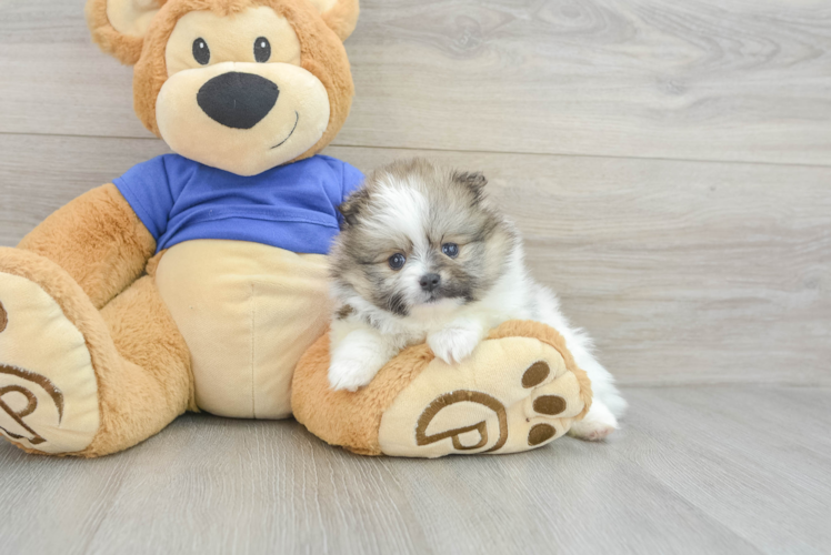 Akc Registered Pomeranian Baby