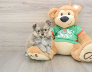 6 week old Pomeranian Puppy For Sale - Premier Pups