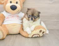 8 week old Pomeranian Puppy For Sale - Premier Pups