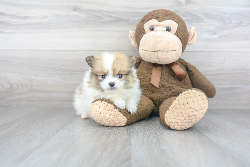 Playful Pomeranian Purebred Pup