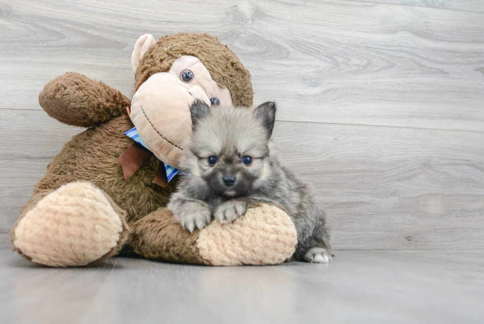 Small Pomeranian Purebred Pup