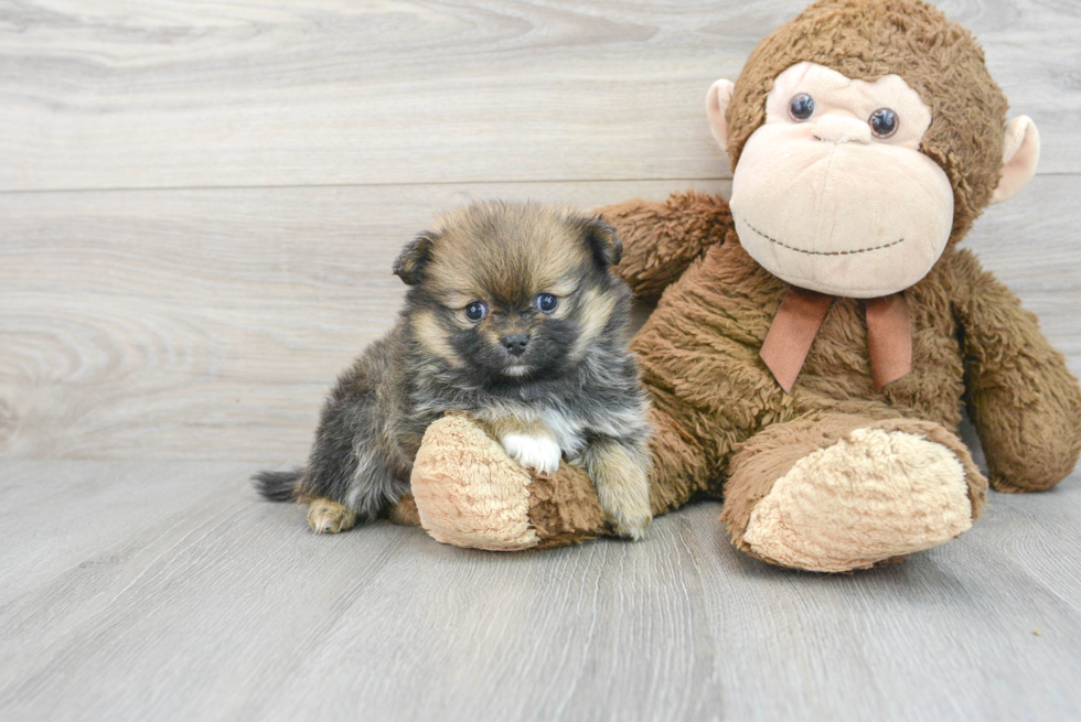 Pomeranian Pup Being Cute