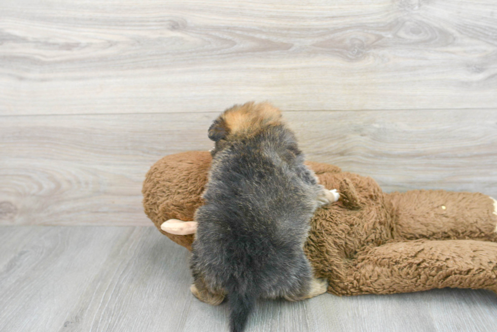 Little Pomeranian Baby