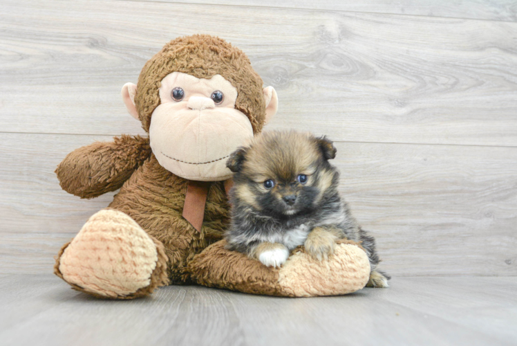 Pomeranian Puppy for Adoption