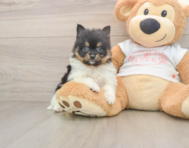 9 week old Pomeranian Puppy For Sale - Premier Pups
