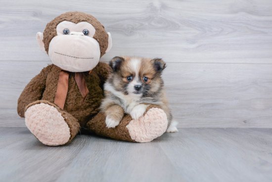 Petite Pomeranian Purebred Puppy