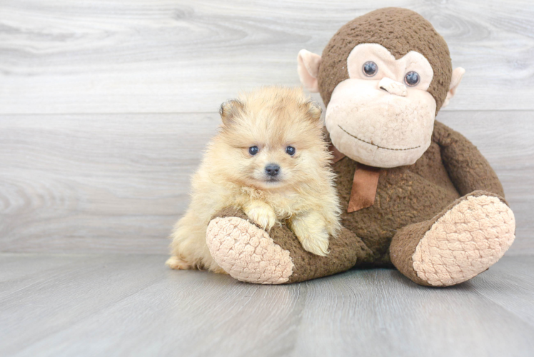 Playful Pomeranian Baby