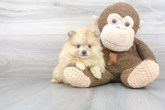 Playful Pomeranian Baby