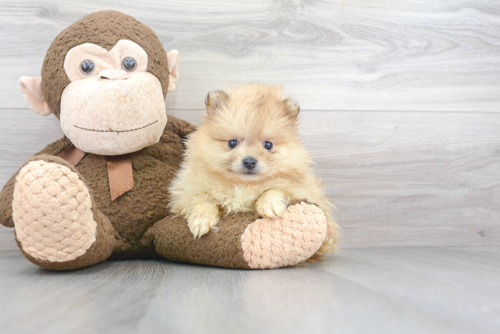 Petite Pomeranian Purebred Puppy